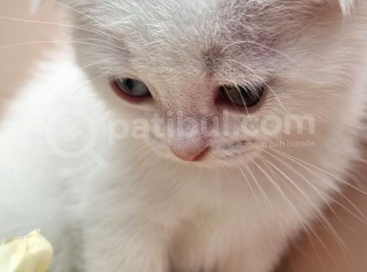 Scottish Fold Erkek görsel