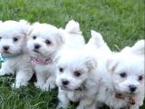 Teacup Maltese Terrier Bebekler