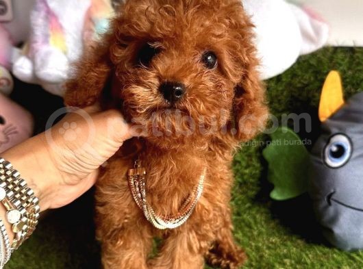 Anti̇alerjeni̇k Teacup Toy Poodle