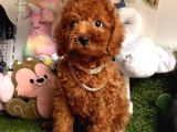 Anti̇alerjeni̇k Teacup Toy Poodle