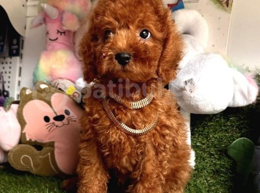 Anti̇alerjeni̇k Teacup Toy Poodle görsel