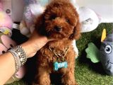 Anti̇alerjeni̇k Teacup Toy Poodle