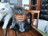 Pamuk Şeker Gibi Sakin Bebekler