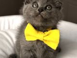 Dişi Oyuncu Bebeklerim British Scottish 
