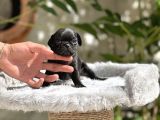 Pug Yavrusu