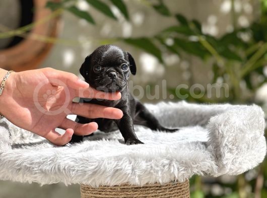 Pug Yavrusu görsel