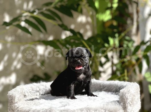 Pug Yavrusu görsel