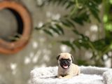 Pug yavrusu
