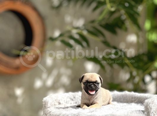 Pug Yavrusu