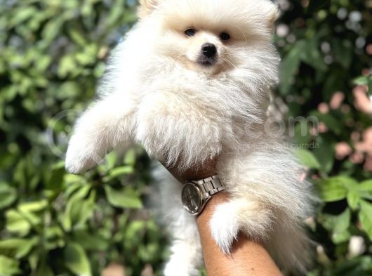 Pomerani̇an Yavrularimiz görsel