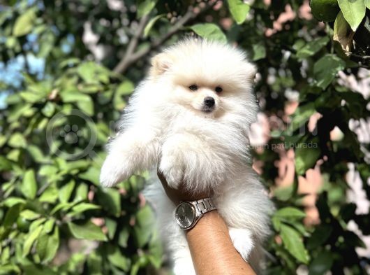 Pomerani̇an Yavrular görsel