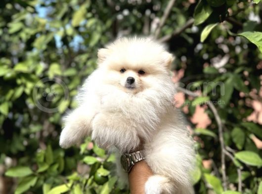 Pomerani̇an Yavrular görsel