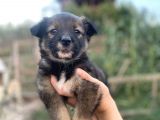 Border Collie Bebekler Federasyon Kayıtlı  Şecere Belgeli