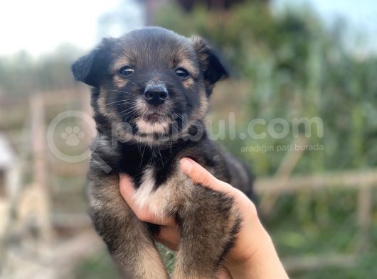 Border Collie Bebekler Federasyon Kayıtlı  Şecere Belgeli görsel