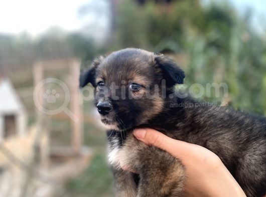 Border Collie Bebekler Federasyon Kayıtlı  Şecere Belgeli görsel