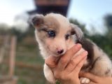 Border Collie Bebekler Federasyon Kayıtlı  Şecere Belgeli