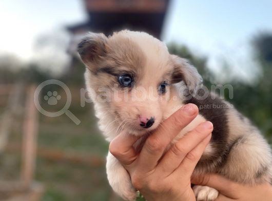 Border Collie Bebekler Federasyon Kayıtlı  Şecere Belgeli görsel