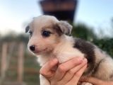 Border Collie Bebekler Federasyon Kayıtlı  Şecere Belgeli