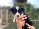 Border collie bebekler Federasyon kayıtlı  şecere belgeli