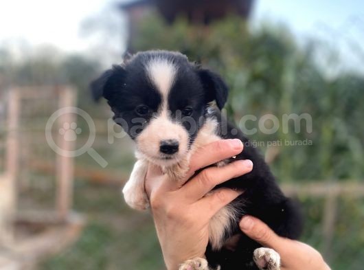 Border Collie Bebekler Federasyon Kayıtlı  Şecere Belgeli