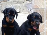 Fci̇ Scr Ki̇ng Doberman Dev Adaylari