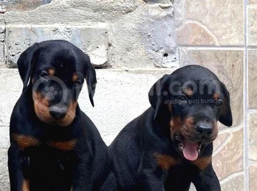 Fci̇ Scr Ki̇ng Doberman Dev Adaylari görsel