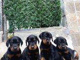 FCİ SCR KİNG DOBERMAN DEV ADAYLARI