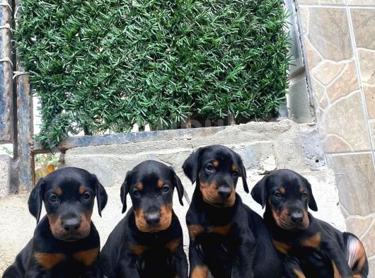 Fci̇ Scr Ki̇ng Doberman Dev Adaylari
