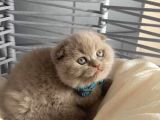 EFSANE GÜZELLİKTE Kİ YAVRULARIMIZ VONALP PET GÜVENCESİYLE