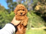SAF IRK POODLE YAVRULARIMIZ VONALP PET GÜVENCESİYLE