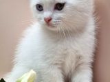 Scottish Fold Erkek