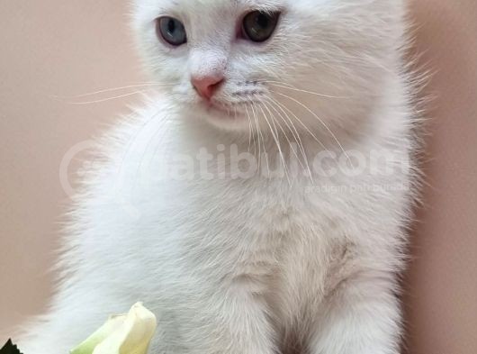 Scottish Fold Erkek görsel