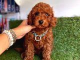 Her Evi̇n Neşesi̇ Toy Poodle  Yavrular
