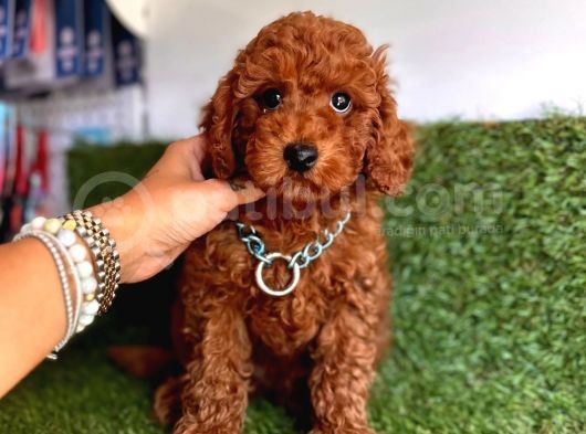 Her Evi̇n Neşesi̇ Toy Poodle  Yavrular görsel
