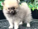 Safkan - En Mi̇ni̇k Boy - Teddy Bear Pomerani̇anlar