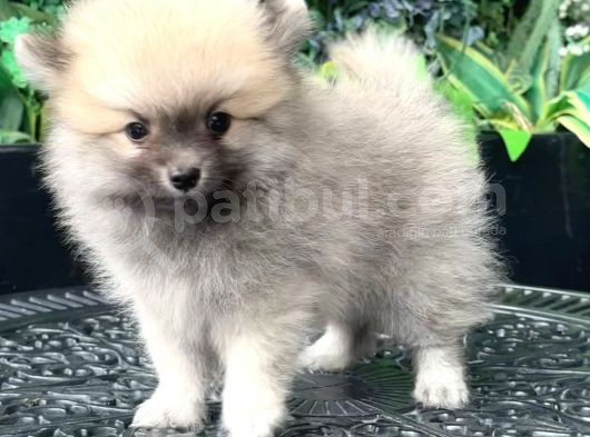 Safkan - En Mi̇ni̇k Boy - Teddy Bear Pomerani̇anlar görsel