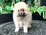 Safkan - En Mi̇ni̇k Boy - Teddy Bear Pomerani̇anlar