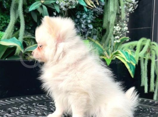 Safkan - En Mi̇ni̇k Boy - Teddy Bear Pomerani̇anlar görsel