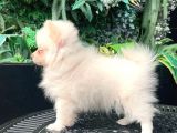 Safkan - En Mi̇ni̇k Boy - Teddy Bear Pomerani̇anlar