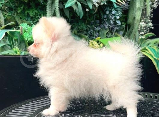 Safkan - En Mi̇ni̇k Boy - Teddy Bear Pomerani̇anlar görsel