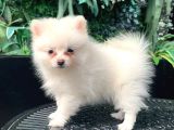 Safkan - En Mi̇ni̇k Boy - Teddy Bear Pomerani̇anlar