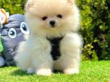 Ayı Surat Pomeranian Boo