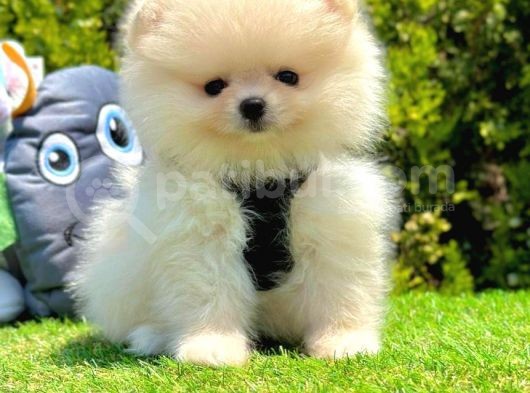 Ayı Surat Pomeranian Boo görsel