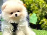 ayı surat pomeranian boo