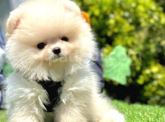 Ayı Surat Pomeranian Boo