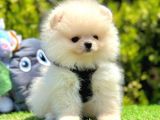 Ayı Surat Pomeranian Boo