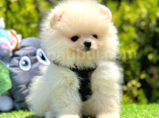 Ayı Surat Pomeranian Boo görsel