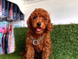 HER EVİN NEŞESİ TOY POODLE  YAVRULAR