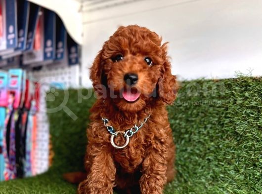 Her Evi̇n Neşesi̇ Toy Poodle  Yavrular