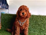 Her Evi̇n Neşesi̇ Toy Poodle  Yavrular
